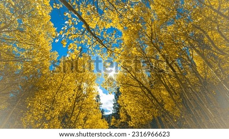 Similar – Image, Stock Photo The sun shines through tree branches and leaves