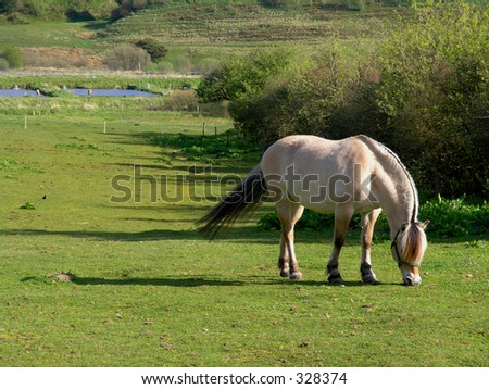 Horse feeding on the fresh grass