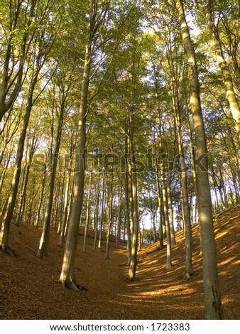 Typical beech forest, jutland,Denmark, with tall beech trees and fresh green foilage