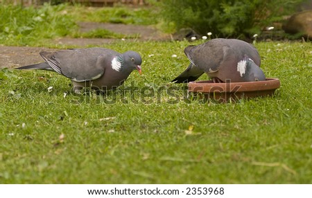 Pair of wood pigeon Columba palumbus portrait close up. LARGEST PIGEON IN EUROPE