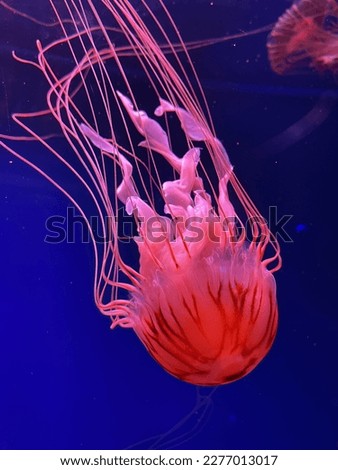 Similar – Image, Stock Photo jelly Jellyfish