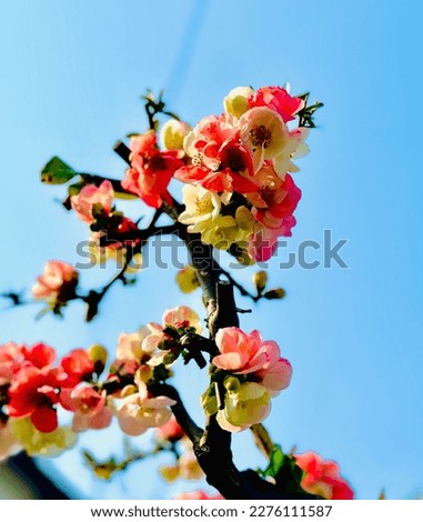 Pink color Japanese  chaenomeles speciosa桃色の 日本 のボケの花 ストックフォト © 