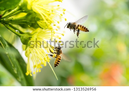 Similar – Foto Bild Fliegende Biene über Blüten