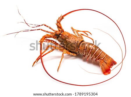 Spiny Lobster isolated on white background, Boiled Spiny Lobsters Asia Seafood in white background, Imagine de stoc © 