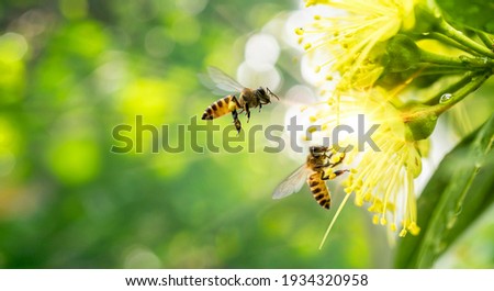 Similar – Foto Bild Fliegende Biene über Blüten