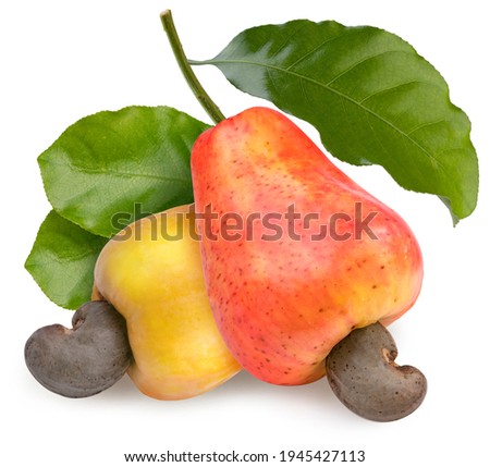 Fresh cashews and cashew nut with leafs on a white background, Fresh cashew nut on White Background With clipping path, 