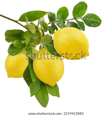 Similar – Image, Stock Photo Bunch of lemons on ground under tree