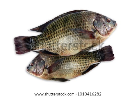 Tilapia Fresh Nile Fish On White Background Tilapia Fresh Nile Fish On White Background