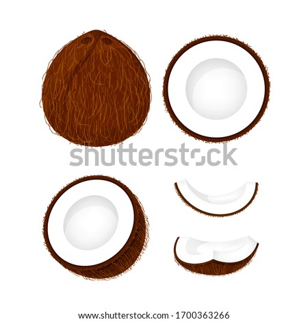 coconut brown fruit and half cut isolated on white, illustration coconut brown half slice for clip art, coconut simple for icon, vector