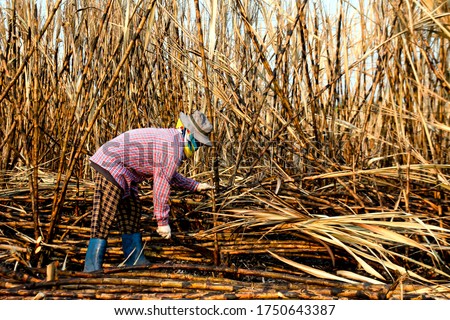 sugarcane farmers in sugar cane field, worker in burn sugarcane plantation in the harvest season, sugar cane cutting workers in sugarcane fields, burned sugarcane farm Photo stock © 