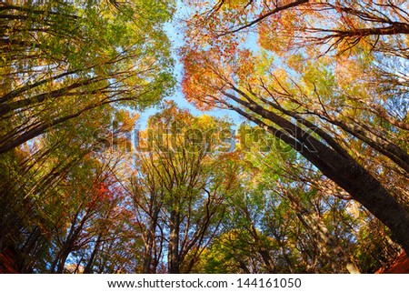Tall trees with autumn leaves stretch into the sky