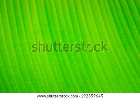 Leaf banana palms. Can be used as background