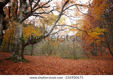 Autumn landscape. Trees with red leaves in autumn forest