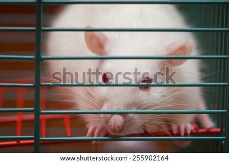 White rat in a cage