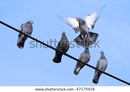 Flying pigeon tries to sit on the wire