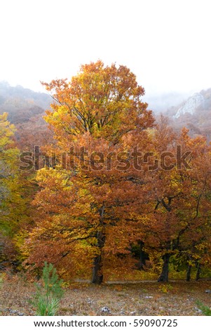Beautiful autumn woods studded with colored leaves