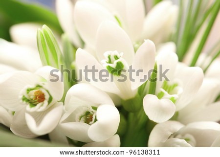 Background of the snowdrop flowers and green leaves