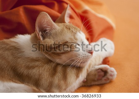 White-red cat is sleeping