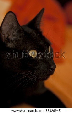 Black cat side-face
