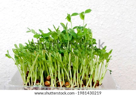 Growing pea sprouts on white background Imagine de stoc © 