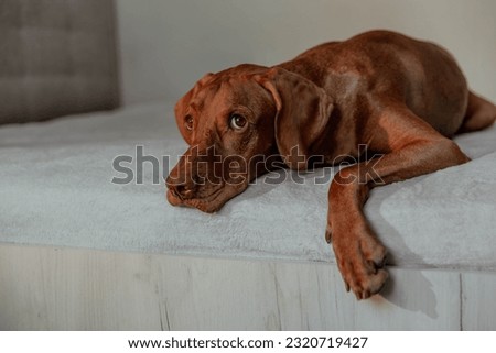 Similar – Image, Stock Photo Hungarian shorthaired dog