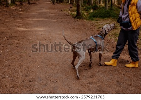 Similar – Image, Stock Photo Man and Weimaraner hunting dog at the sea in Norway