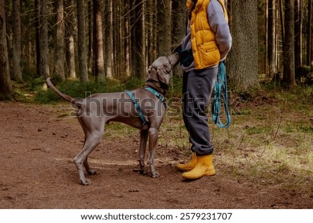 Similar – Image, Stock Photo Man and Weimaraner hunting dog at the sea in Norway