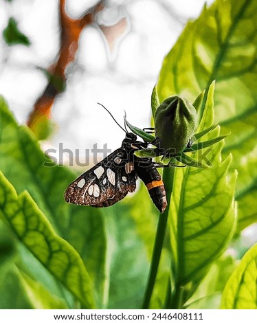 Similar – Image, Stock Photo a small butterfly enjoys the sunny day in the garden