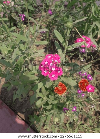 Similar – Image, Stock Photo Ciliated plant Plant Small