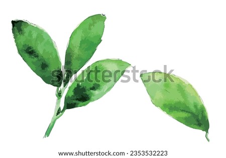Tea leaves, watercolour painting vector illustration.