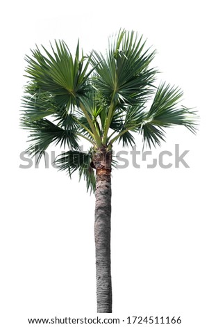 Similar – Image, Stock Photo A palm tree grows in the courtyard of a building