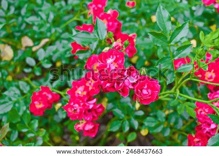 Similar – Foto Bild im See treibende rosa Blüten