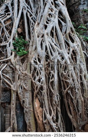 Similar – Foto Bild Baum in Ta Phrom, Angkor Wat, Kambodscha.