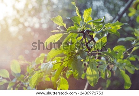 Similar – Foto Bild lichtdurchflutete Blüte