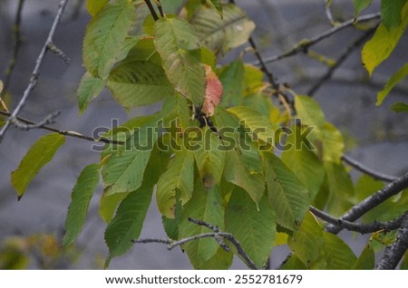 Similar – Image, Stock Photo Oak leaf melancholic and dreary in November