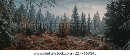 Similar – Image, Stock Photo Oak in winter light Fog