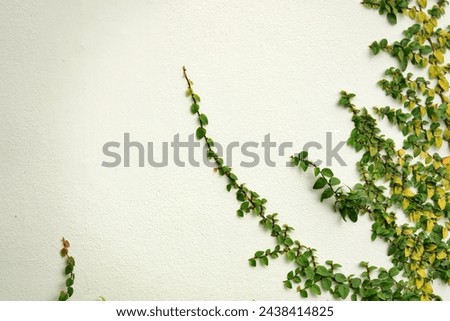 Image, Stock Photo Ivy growing up on a building