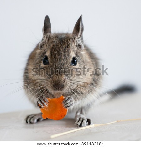 Similar – Foto Bild Degu sitting in wheel