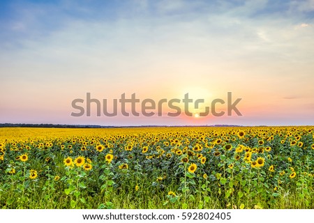 Similar – Image, Stock Photo sunflower Nature Landscape