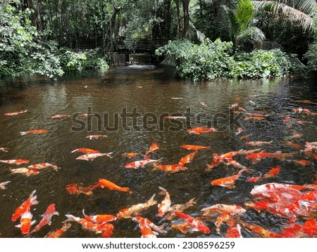 The colorful japanese Koi carp fish in the pond at the garden, Thailand - the fancy carp fish are swimming in the clear water - nature background 商業照片 © 