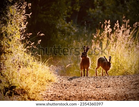 Similar – Image, Stock Photo Brown hare on a forest path has discovered the photographer