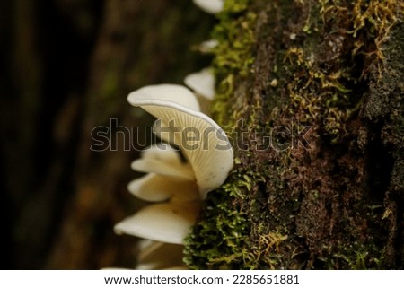 Similar – Image, Stock Photo Mushroom growing on tree trunk