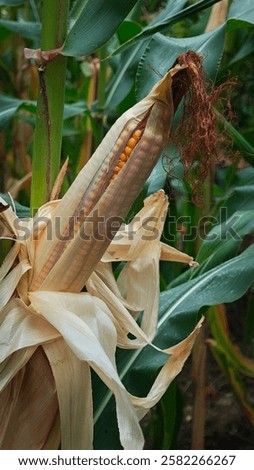 Similar – Image, Stock Photo Harvested cornfield with fruit trees on the horizon.