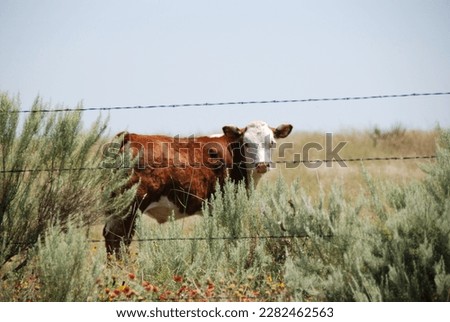 Barb wire fence on ranch fencing cow Foto stock © 