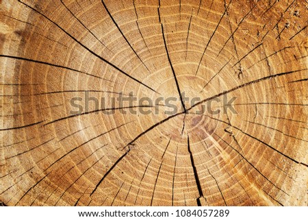 Tree Stump
