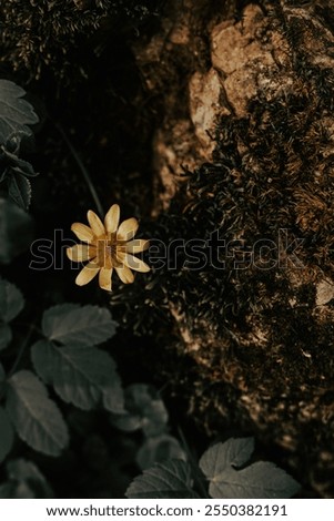 Similar – Image, Stock Photo Lost flower Flower Blossom