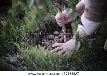 Hands planting a tree