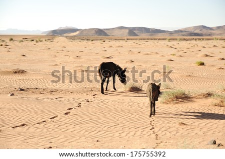 Two cream colored donkeys walking in desert