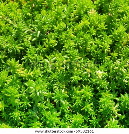 Fancy green plant texture