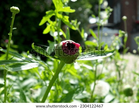 Similar – Image, Stock Photo bud of peony just before development